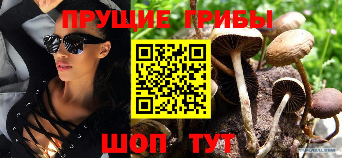 где продают   Галлюциногенные грибы мицелий  Галлюциногенные грибы Psilocybe  Вход с VPN  Ефремов 